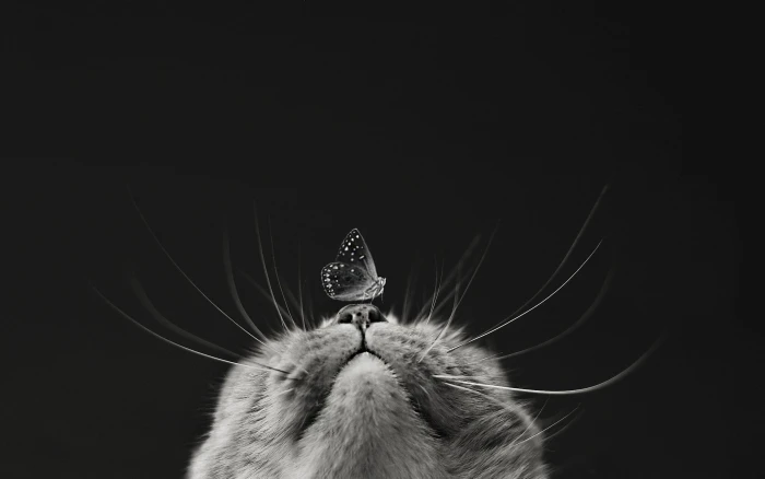 grayscale photography of butterfly on cat s nose macro muzzle 2k