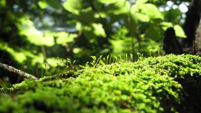 green and yellow leaf plant plants moss macro growth color 2k
