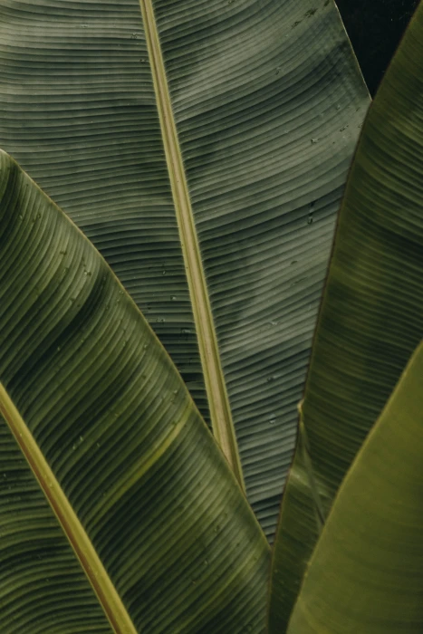green banana leaves leaf texture plant palm nature 2k