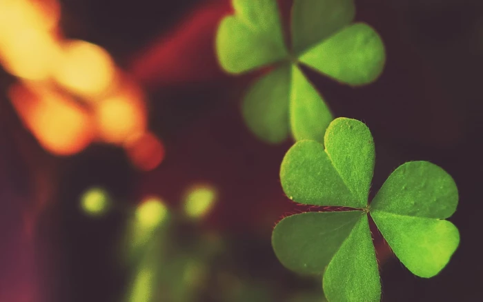 green clover leafed plant macro clovers heart shaped biology 2k