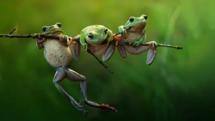 green frogs selective focus photography of three on tree trunk 2k