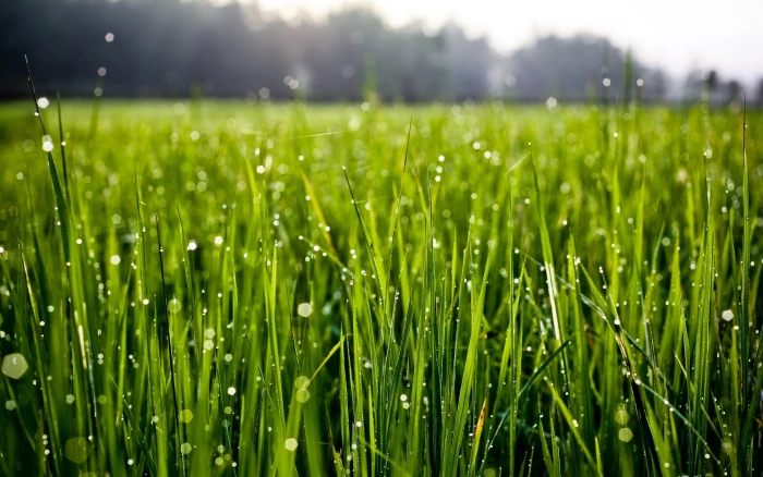 green grass field macro water drops nature Color freshness 2k