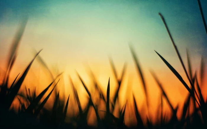 green grass silhouette nature sunset orange blue macro 2k