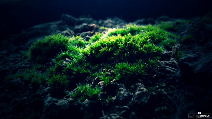 green grass plant moss macro photography nature forest 2k