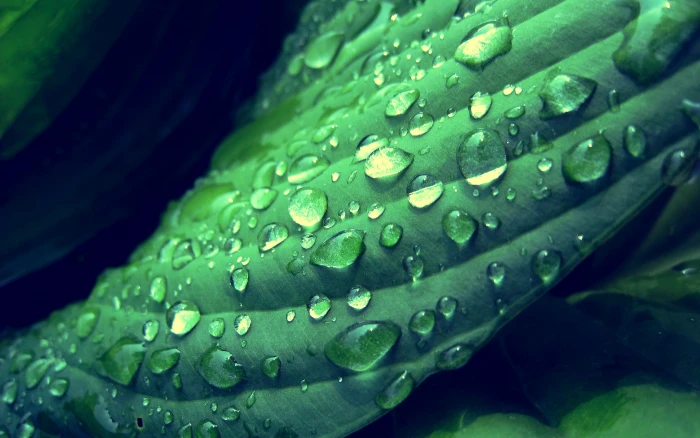 green leaf and dew drops leaves water depth of field 2k