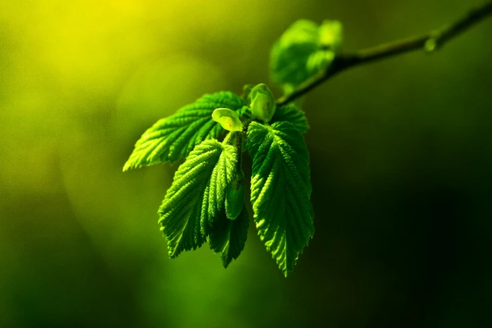 green leaf macro photography Photosynthesis bl tter plant 2k