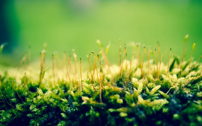 green leaf plant nature plants macro growth selective focus 2k