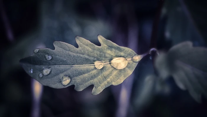 green leaf nature leaves water drops plants macro close up 2k