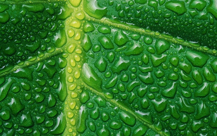 green leaf nature plants leaves macro closeup water drops 2k