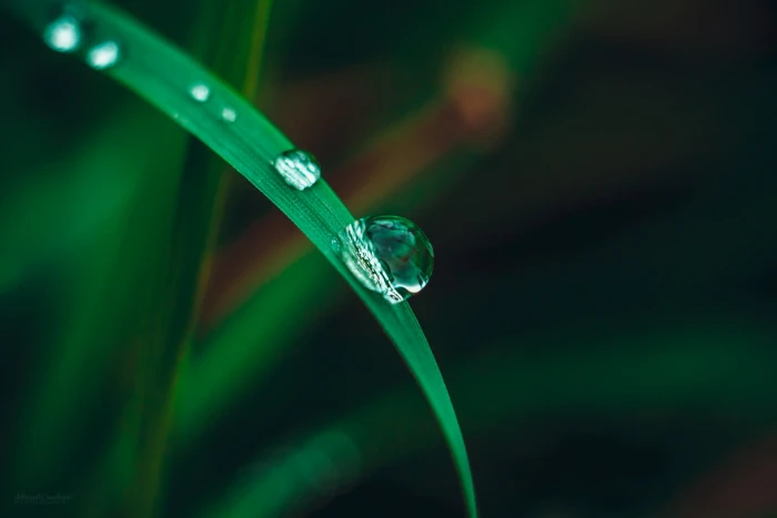 green leaf photo of water dew on grass macro nature drops 2k