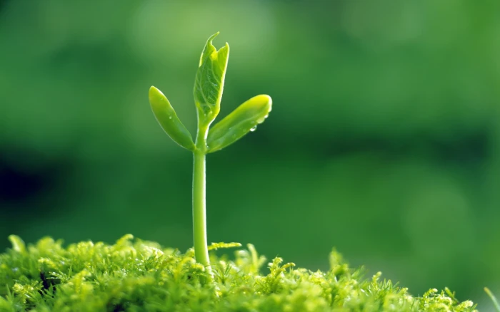 green leaf sprout grass light surface nature growth plant 2k