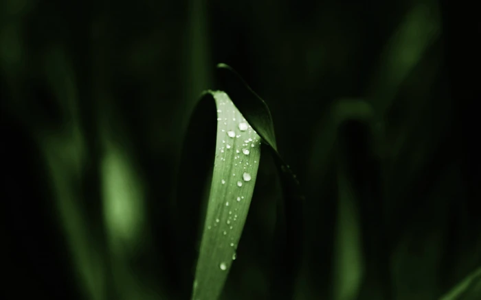 green leafed plant and water dew grass closeup photo drops 2k