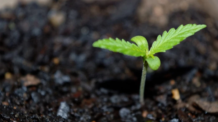 green leafed plant cannabis plants macro part growth 2k