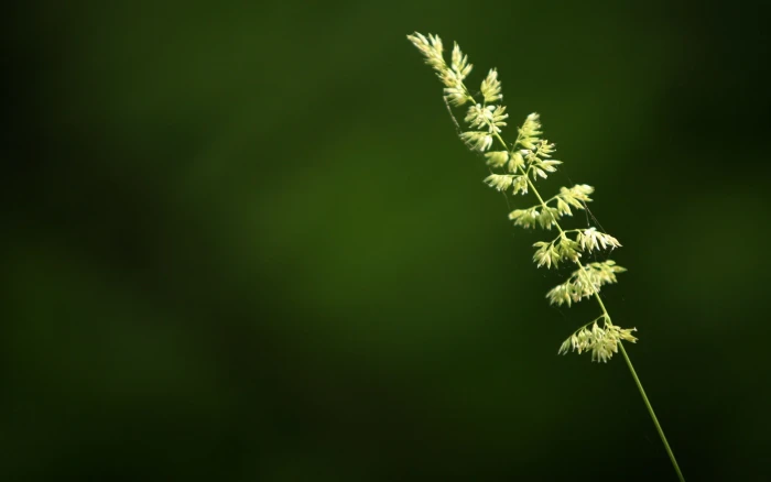 green leafed plant closeup macro plants nature Color 2k