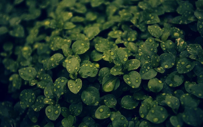 green leafed plant in closeup photo macro 2k