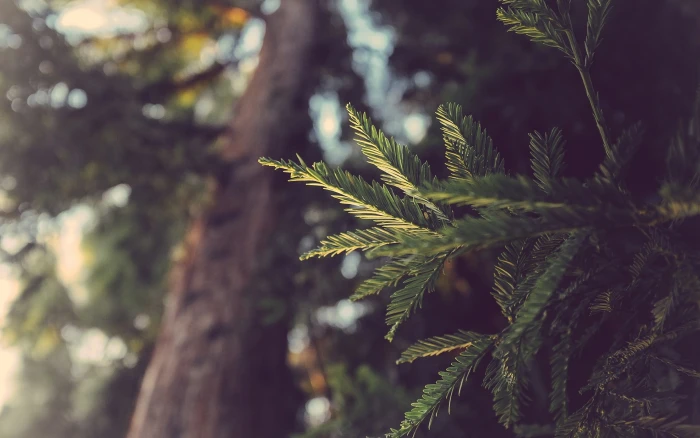 green leafed plant macro leaves depth of field nature landscape 2k