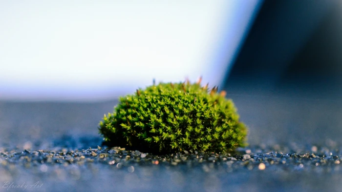 green leafed plant moss macro selective focus color 2k 4k