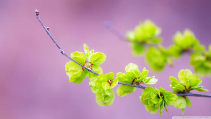green leafed plant nature flowers macro plants branch part 2k