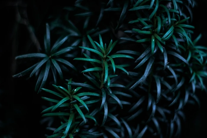 green leafed plants leaves branches dark nature backgrounds 2k 4k 5k