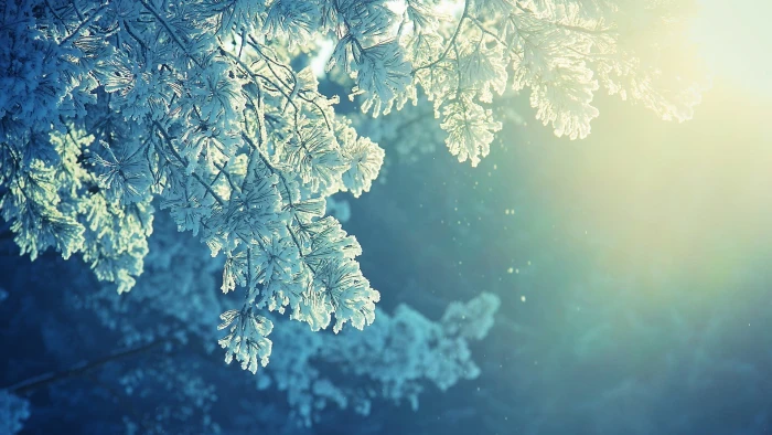 green leafed tree white leaf nature anime snow winter 2k