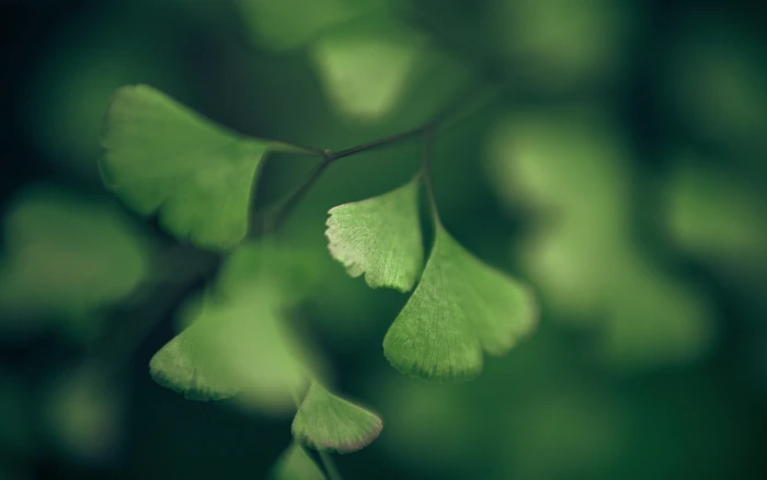 green leaves illustration macro plants branch nature leaf 2k