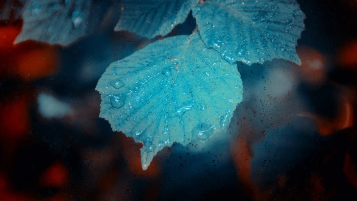 green leaves flowers water drops plants macro nature leaf 2k