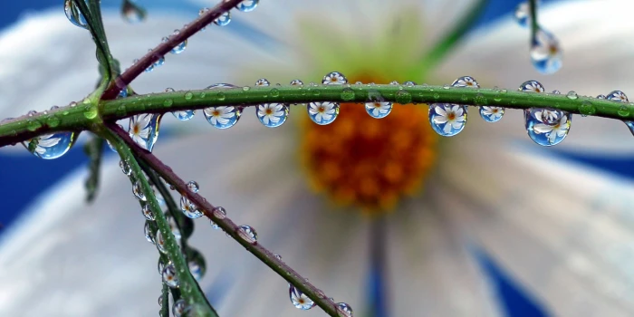 green plant macro photography panorama water drop refraction 2k