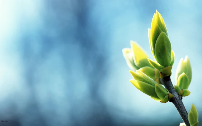 green plant selective photo of leaf macro plants 2k