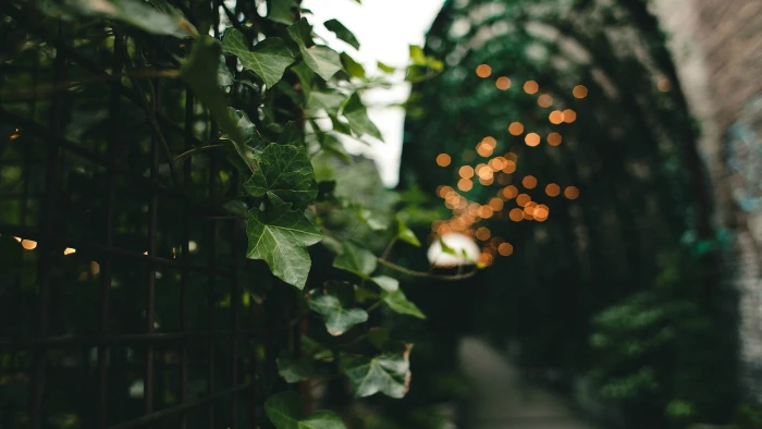 green plant shallow focus photography of vines on black wrought iron fence 2k