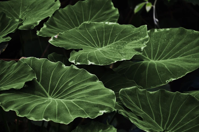 green taro leaves leaf colorful macro nature background 2k 4k 5k