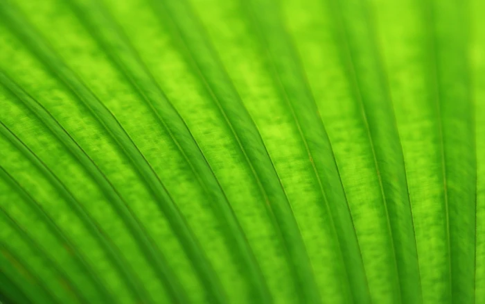 Linux Ubuntu GNOME green color backgrounds leaf plant part 2k
