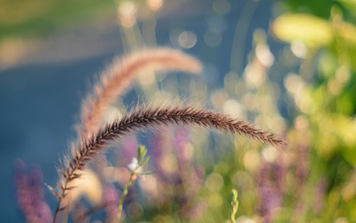 Linux Ubuntu GNOME plant nature growth selective focus 2k