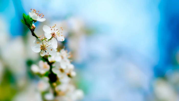 Macro Flower Blossom Cherry HD nature 2k
