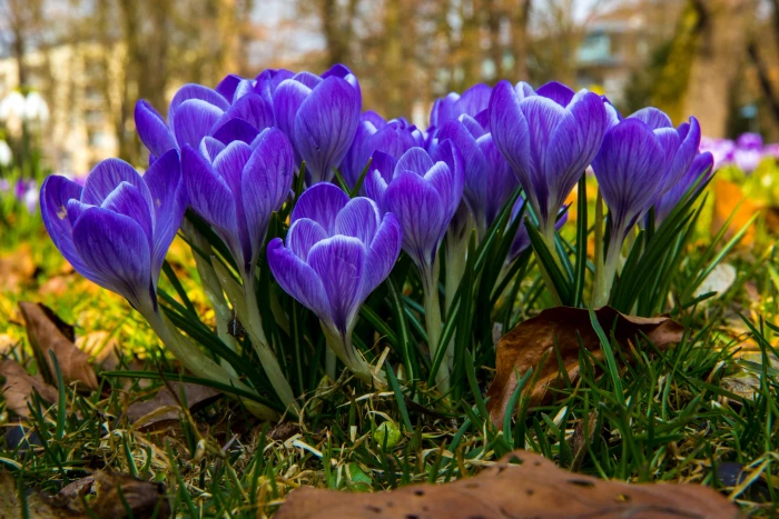 macro photo of purple crocus flowers in bloom blossom spring 2k 4k 5k