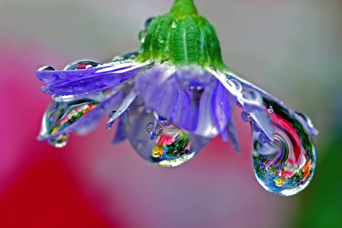 macro photography of a purple flower with water drops blown glass 2k 4k