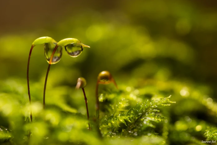 macro photography of dew drops on green leaf plant nature Color 2k 4k 5k