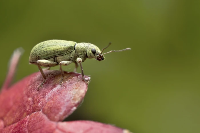 macro photography of green Weevil on top purple flower phyllobius 2k