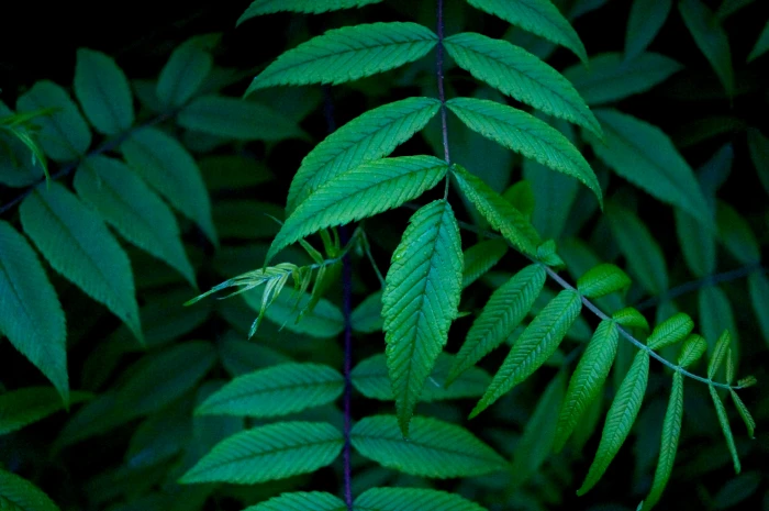 macro photography of leaves green leafed plant selective focus 2k 4k 5k