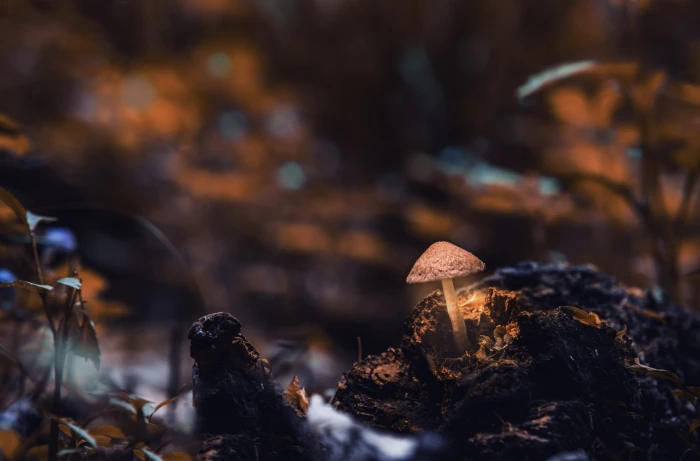 Macro Photography of Mushroom blur close up depth field 2k 4k 5k