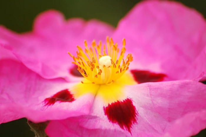 macro photography of purple flower buds single flora nature 2k