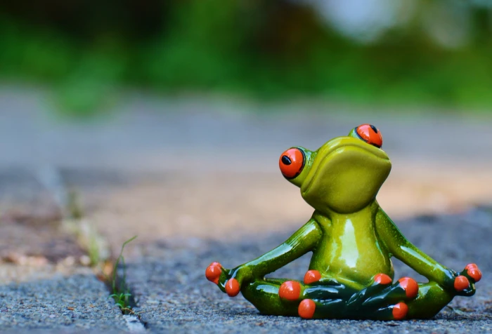 macro photography of tree frog on gray surface yoga relaxed 2k 4k