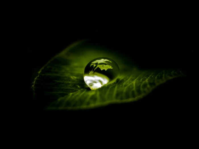 macro photography of water drops into the leaf a drop zen 62 2k 4k