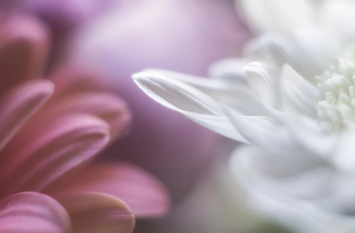 macro photography of white and pink petaled flowers Sway with me 2k