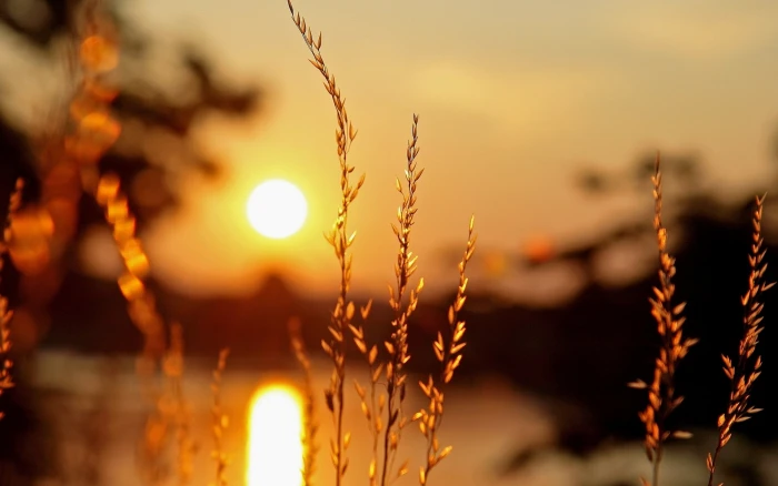 Macro plants sunset light blur background 2k