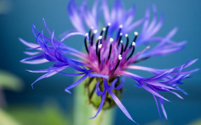 macro shot of blue and purple flower nature plant close up 2k