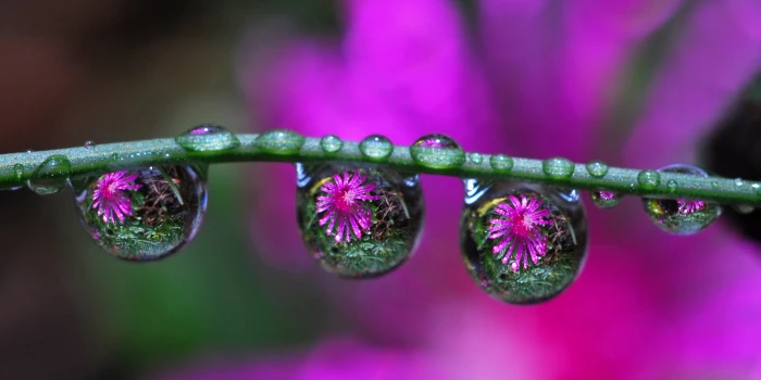 macro shot of water drops purple ice refraction nature close up 2k
