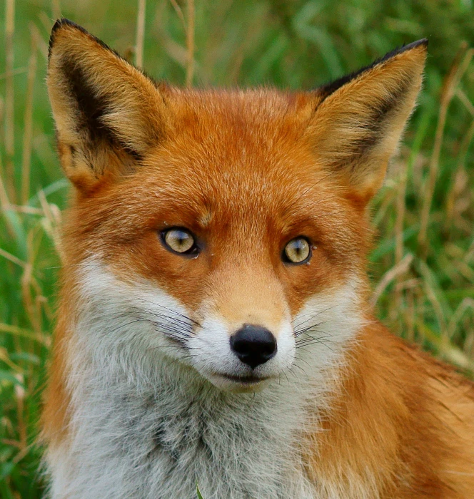 macro shot photography of brown and white fox near green grass during daytime 2k