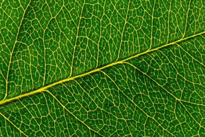 macro shot photography of leaf Sigma mm Makro Blatt Mondays 2k 4k 5k
