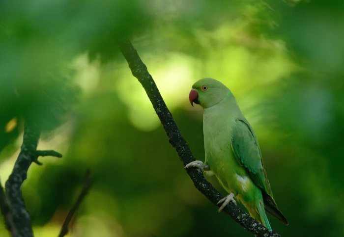 macro animals parrot birds parakeets ringneck green depth of field 2k