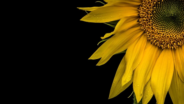 macro background sunflower 2k